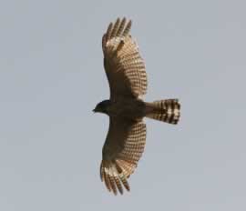 HALCON DORADO VOLANDO POR ENCIMA DE NUESTRO HOGAR