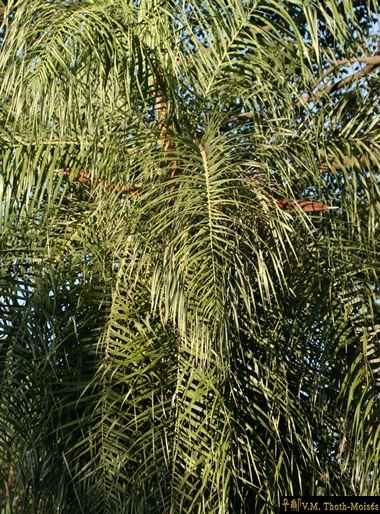 PALMERA-FLORES-CRUZ-2