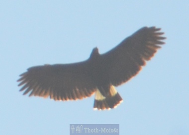 Caracara