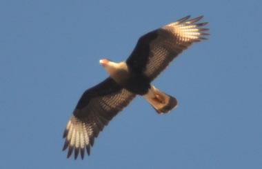 AGUILA VOLANDO SOBRE NUESTRO HOGAR