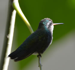 COLIBRI EN NUESTRO JARDIN