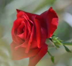 ROSA ROJA DE NUESTRO JARDIN