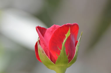 ROSA ROJA DE NUESTRO JARDIN