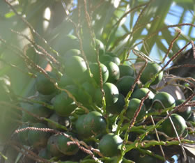 SEMILLAS DE MBOCAYA DE NUESTRO JARDIN